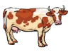 A Cow