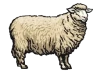 A Sheep